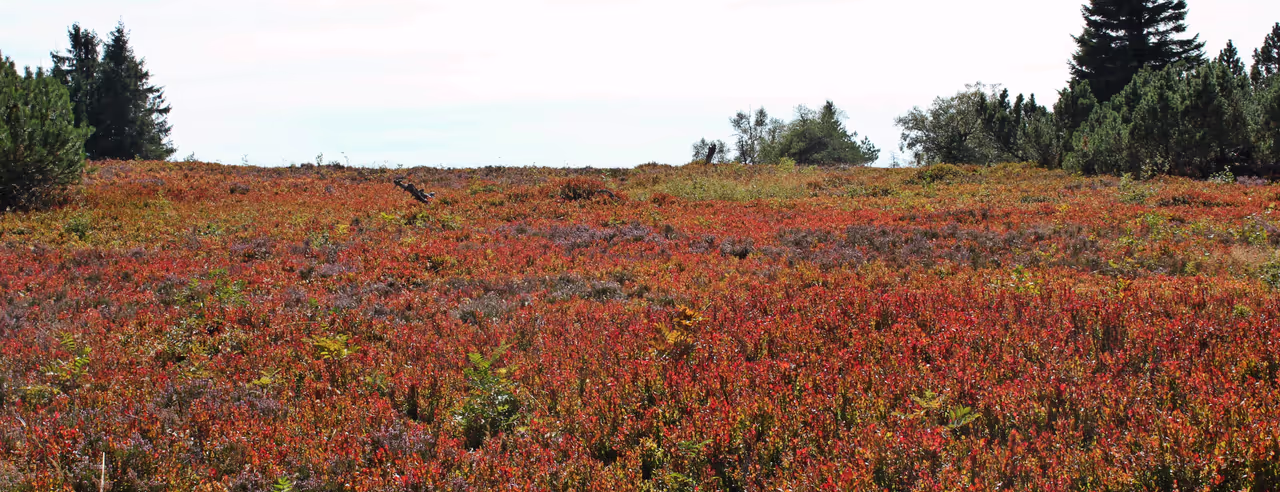Hochheide auf dem kahlen Asten