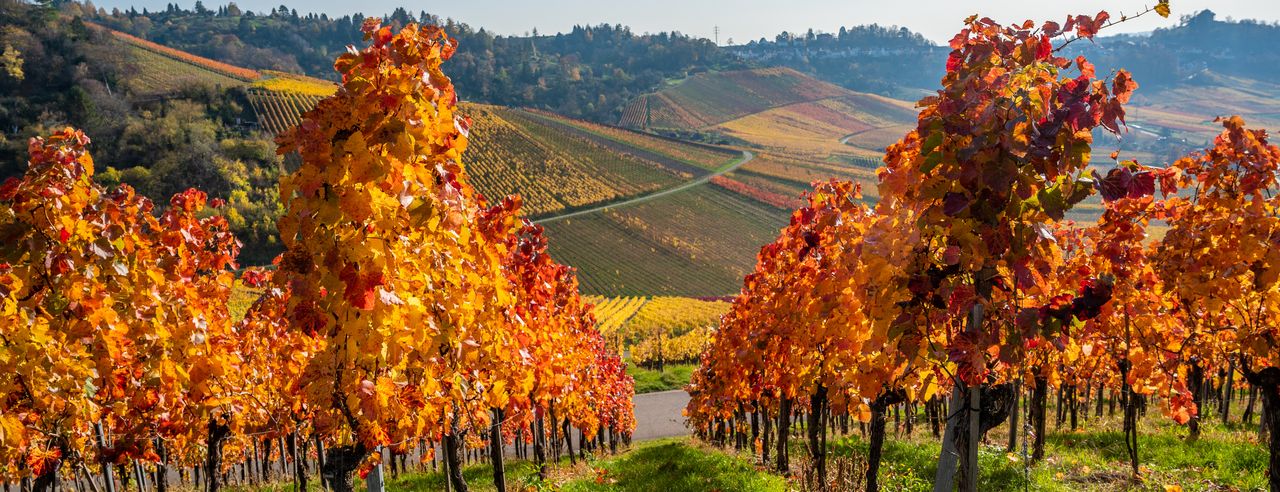 Schöne Weinhügel in Baden-Württemberg bei einem Kurzurlaub besuchen