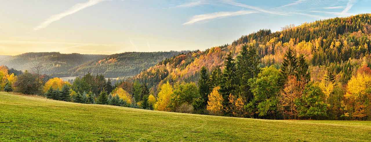 Herbstverfärbte Bäume im Frankenwald