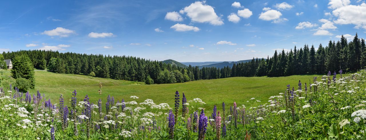 Blumenwiese beim Thüringer Wald bei einem Wellness Wochenende in Oberhof