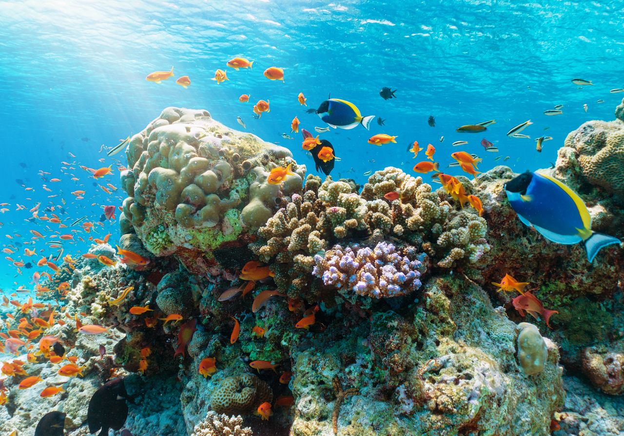 Fische in einem Korallenriff