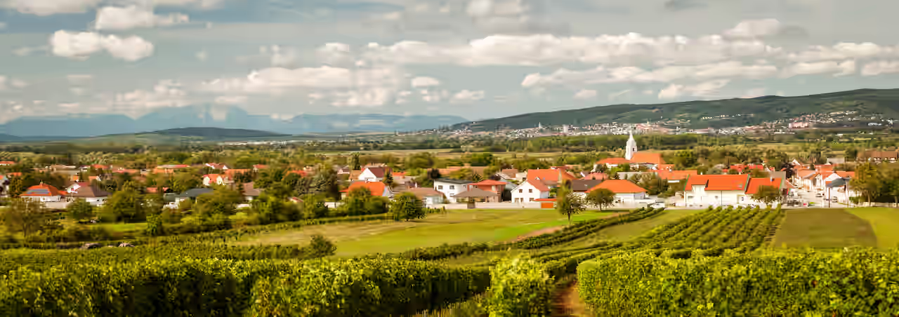 Blick über Weinreben auf Ortschaften mit weißen Häusern und Kirche zwischen Bäumen im bergigen Burgenland in Österreich