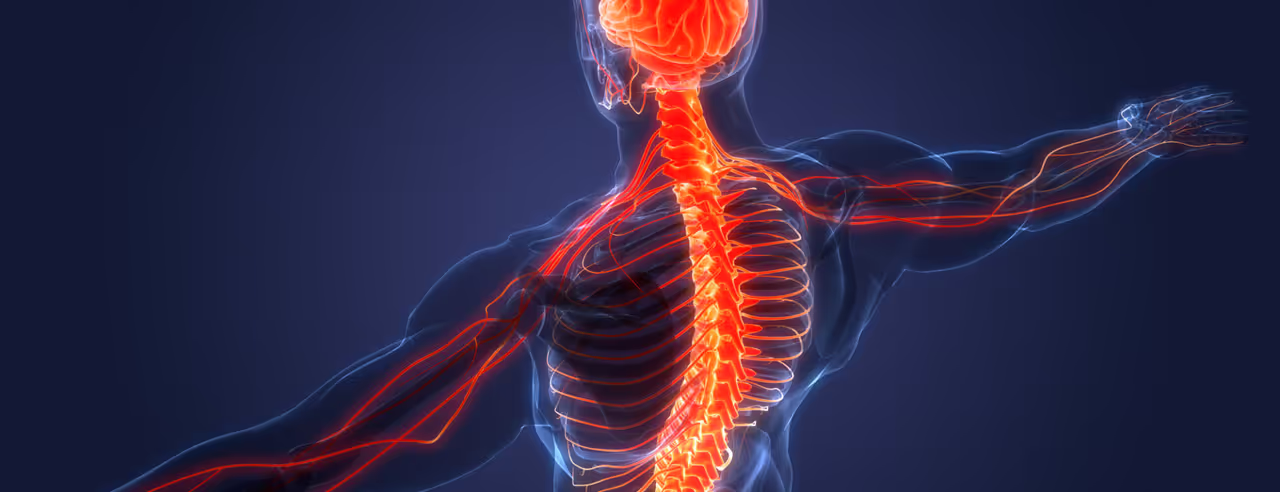 zentrale Nervensystem