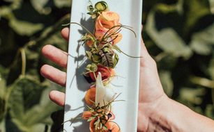 theiner's garten - das biorefugium - Bild 5