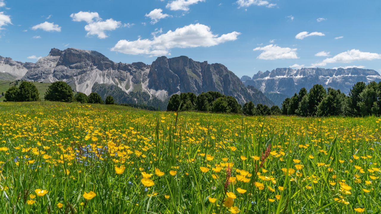 Das Bergpanorama der Alpen vor einer saftigen blühenden Wiese