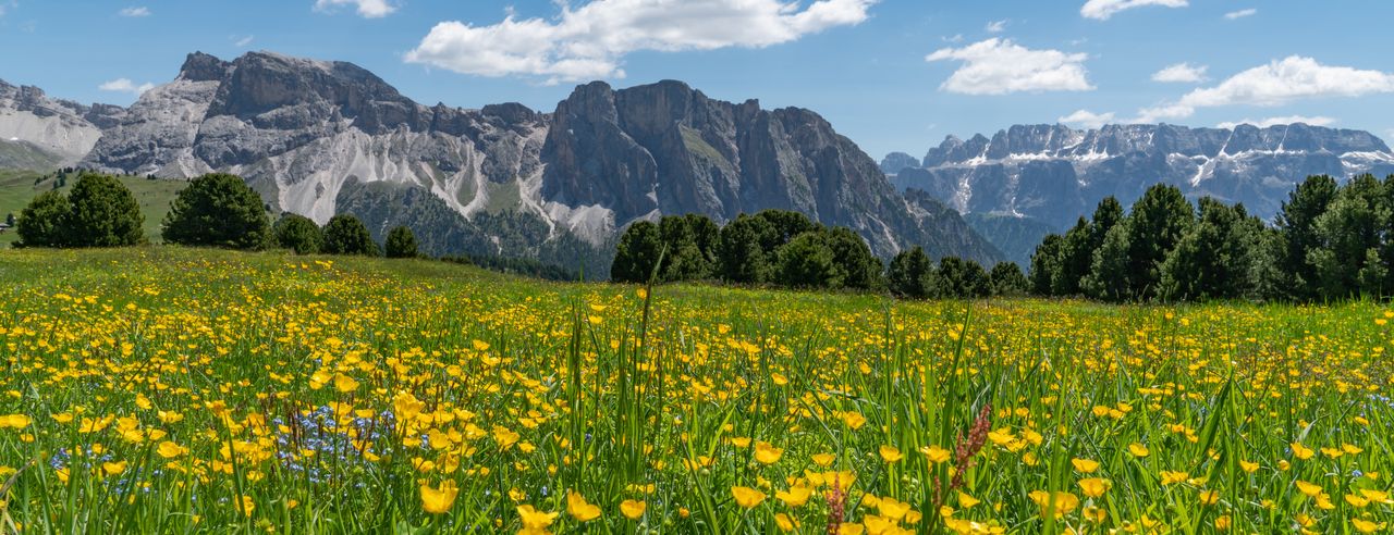 Das Bergpanorama der Alpen vor einer saftigen blühenden Wiese