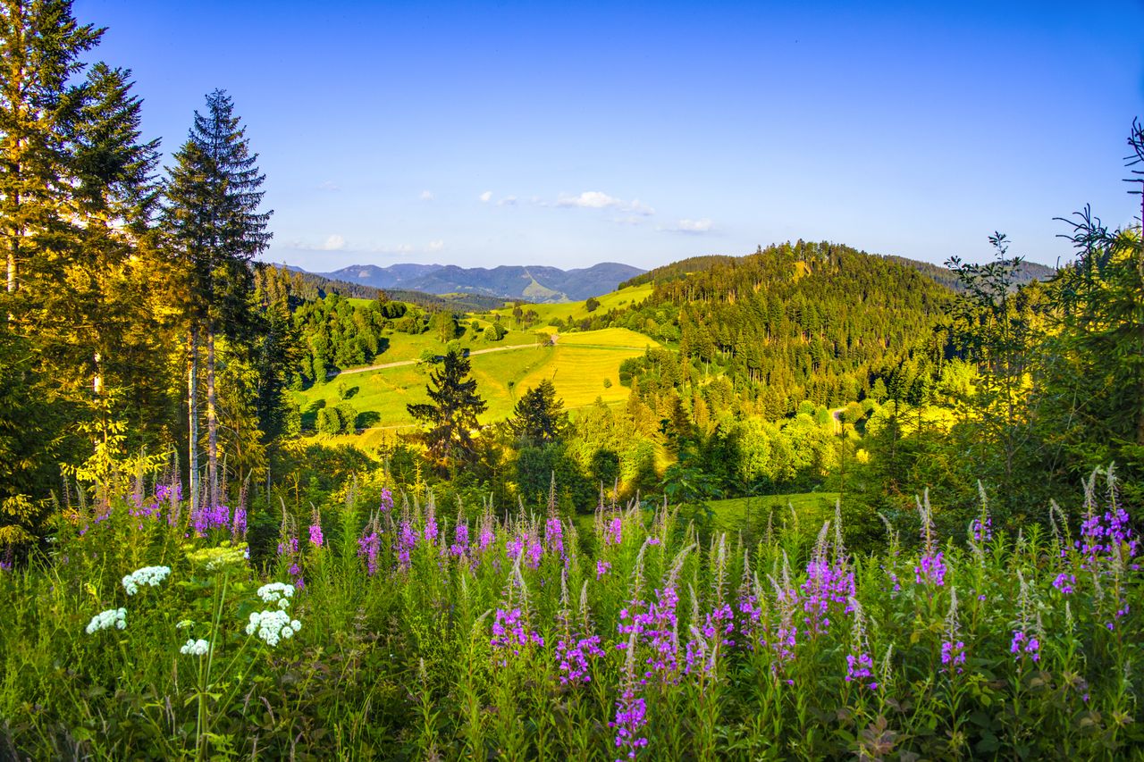 Blick über die Hügel des Südschwarzwalds