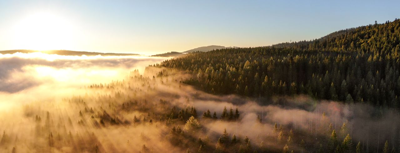 Blick über den Schwarzwald genießen beim Urlaub im ruhigen Hotel