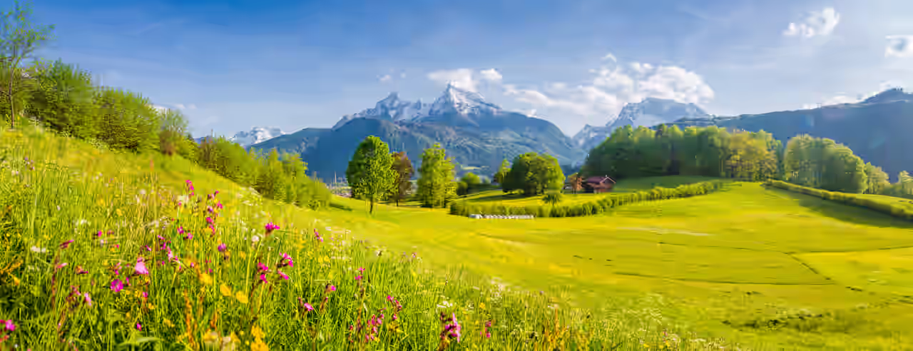 Die Berge im Hintergrund, davor eine schöne Wiese mit blühenden Wildblumen