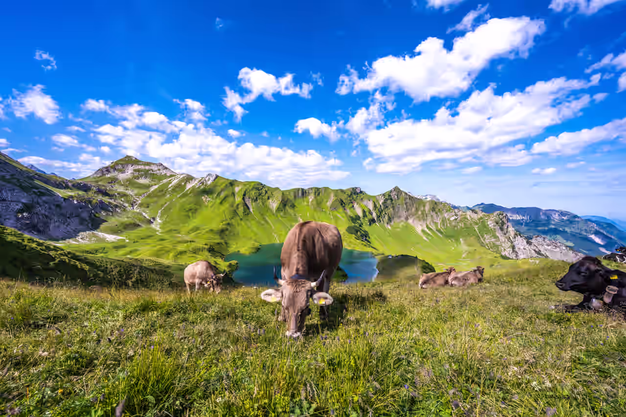 Sommerurlaub im Allgäu bei dem man die Kühe auf den Almwiesen grasen sieht