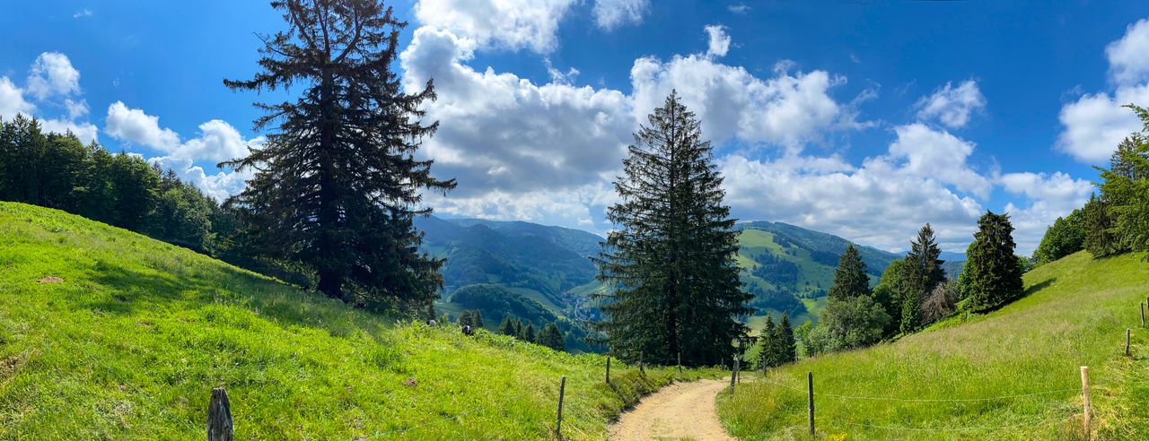 Wald- und Hügellandschaft im Schwarzwald