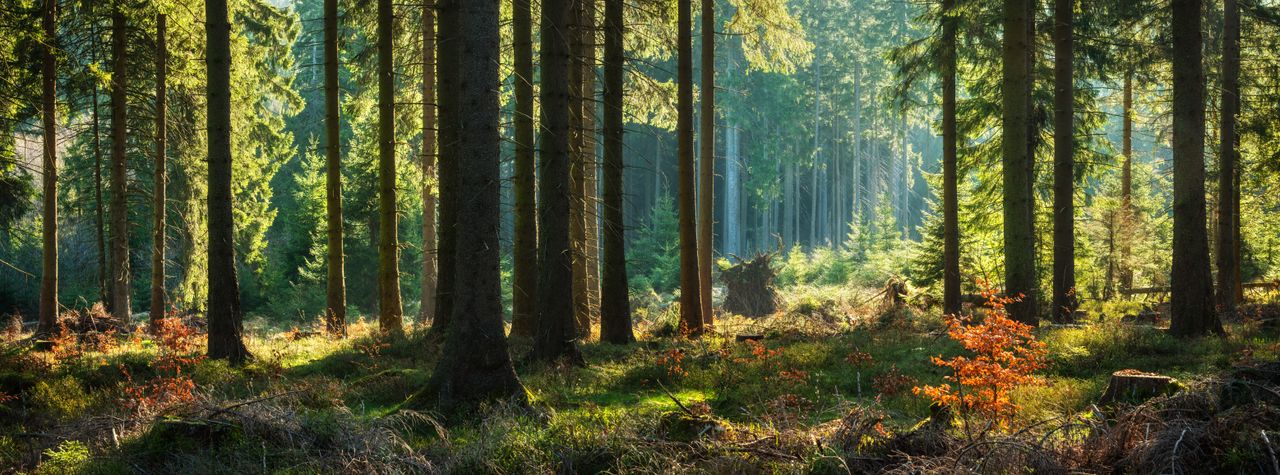 Der Thüringer Wald ist eine Kurzreise wert
