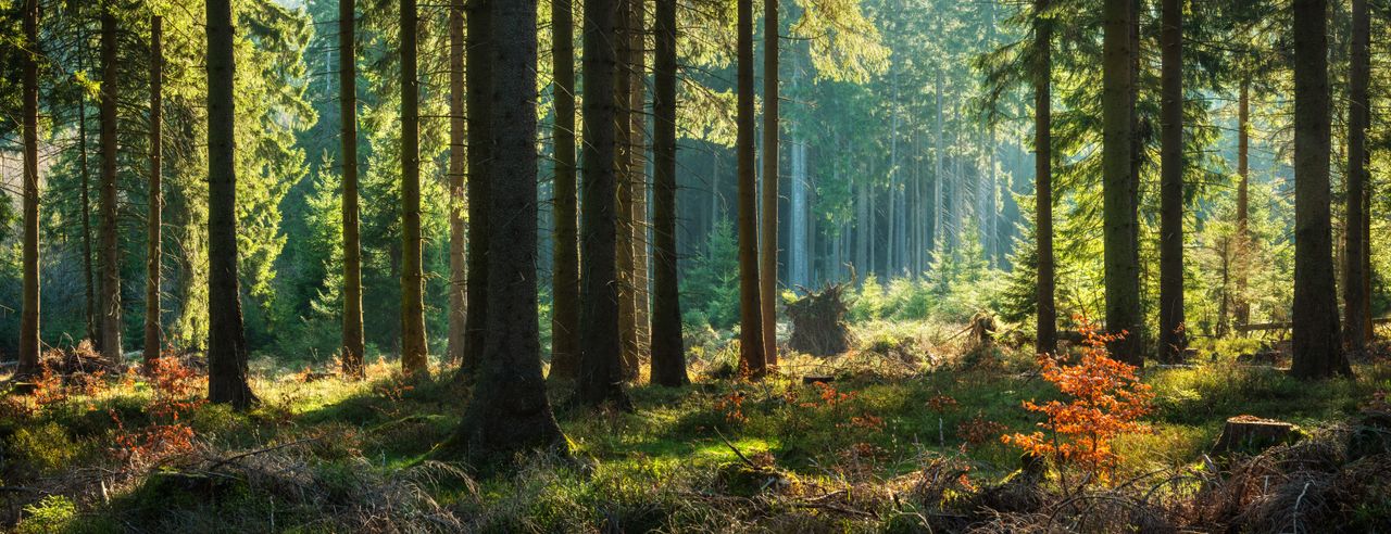 Der Thüringer Wald ist eine Kurzreise wert