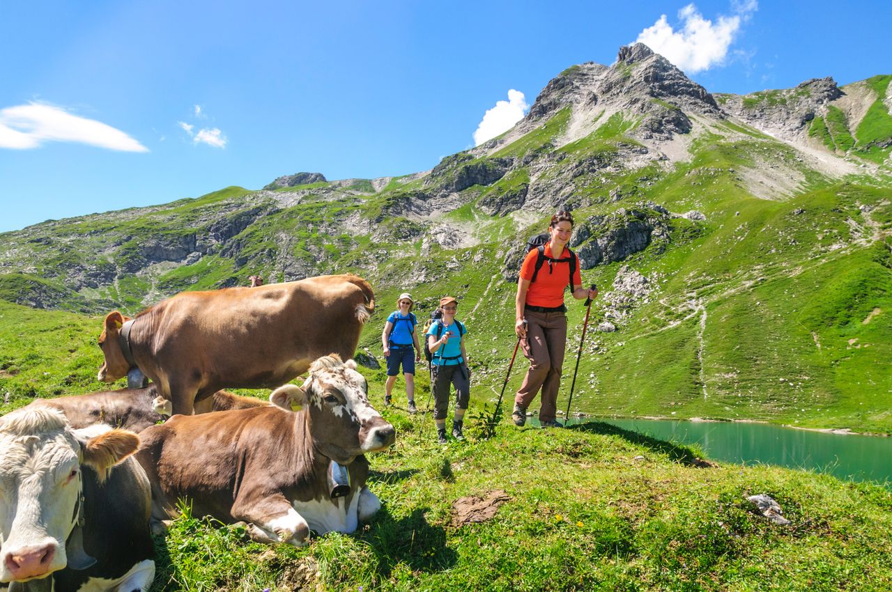 Drei Wanderer im Allgäu mit Kühen