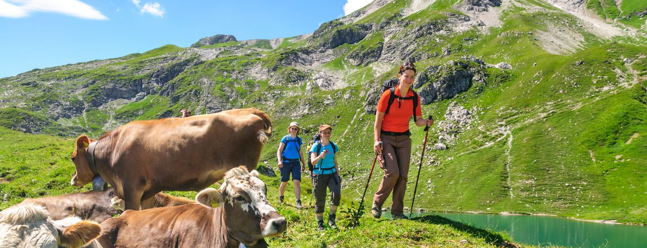 Drei Wanderer im Allgäu mit Kühen