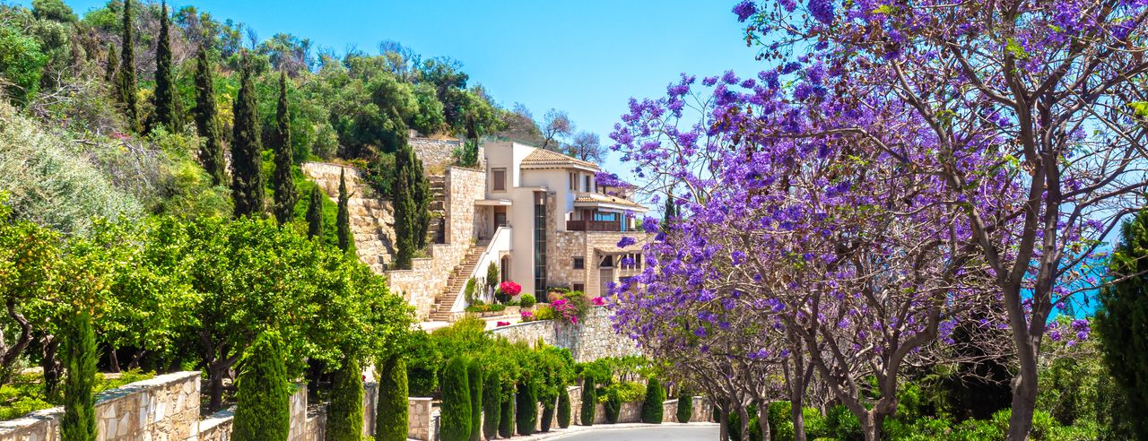 Street in Cyprus with purple flowering tree in foreground and sea in background