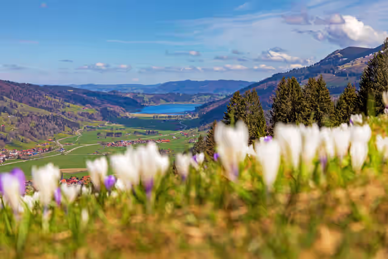 Frühlingshafte Alpenlandschaft im Allgäu mit Blick auf ein Tal, einen See und blühende Krokusse im Vordergrund.