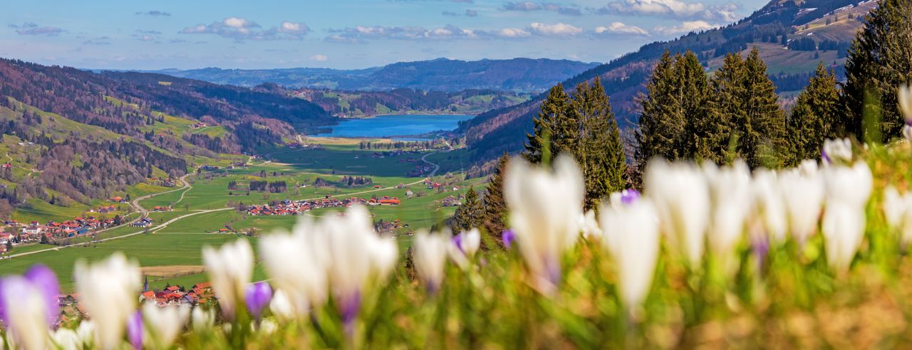 Frühlingshafte Alpenlandschaft im Allgäu mit Blick auf ein Tal, einen See und blühende Krokusse im Vordergrund.