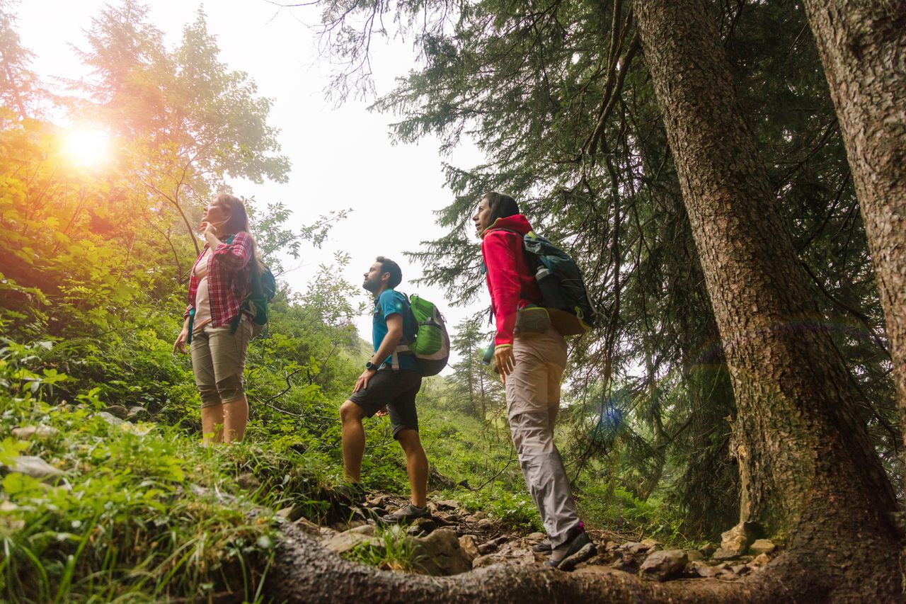 Eine Gruppe von drei Personen wandert durch ein den Wald.