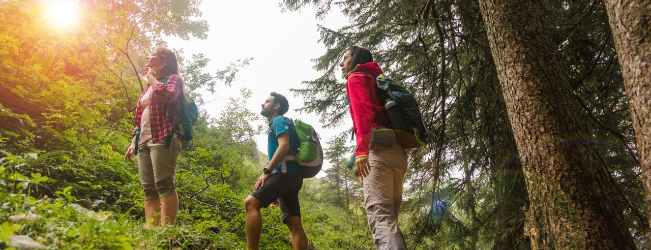 Eine Gruppe von drei Personen wandert durch ein den Wald.