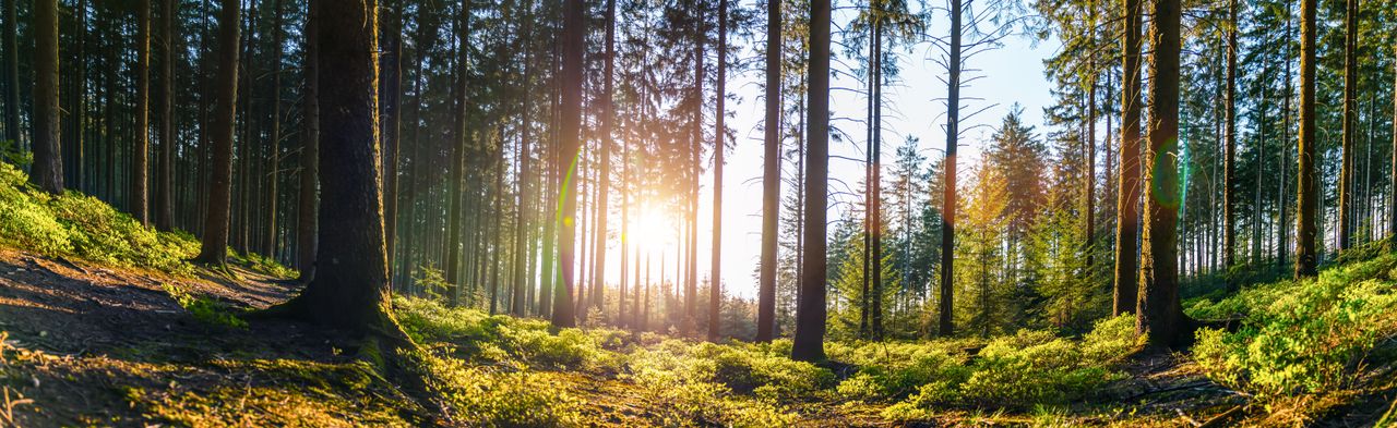 Den Schwarzwald im Retreat Urlaub erkunden und sehen, wie die Sonne durch die Bäume glitzert