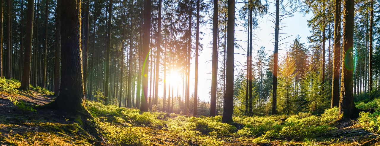 Den Schwarzwald im Retreat Urlaub erkunden und sehen, wie die Sonne durch die Bäume glitzert
