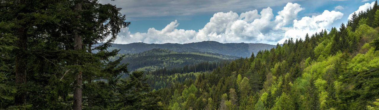 Wochenendtrips in den Schwarzwald