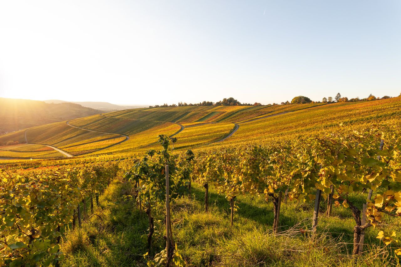 Weinberge im Abendlicht beim Abnehmen in Baden-Württemberg sehen