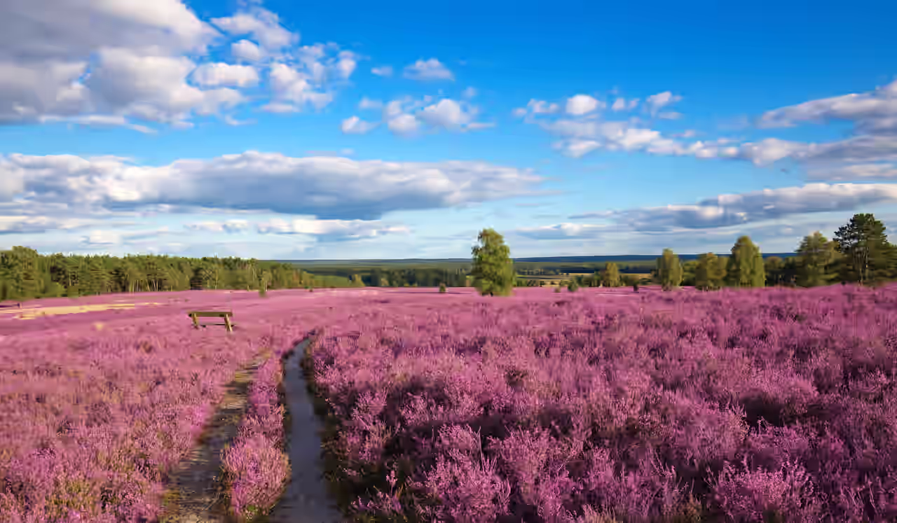 Blick auf die leuchtende Lüneburger Heide, grüne Wälder und blauen Himmel