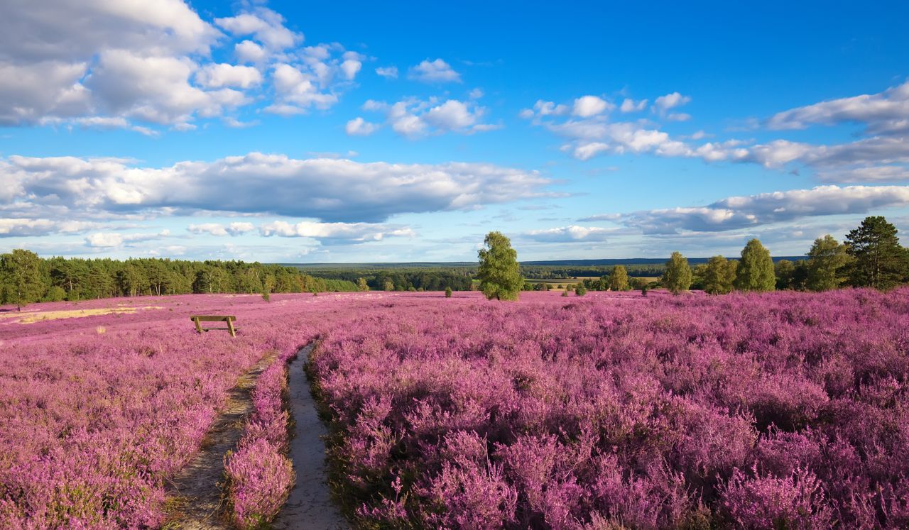 Blick auf die leuchtende Lüneburger Heide, grüne Wälder und blauen Himmel