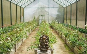 Bagus Agro Pelaga - Imagen 5