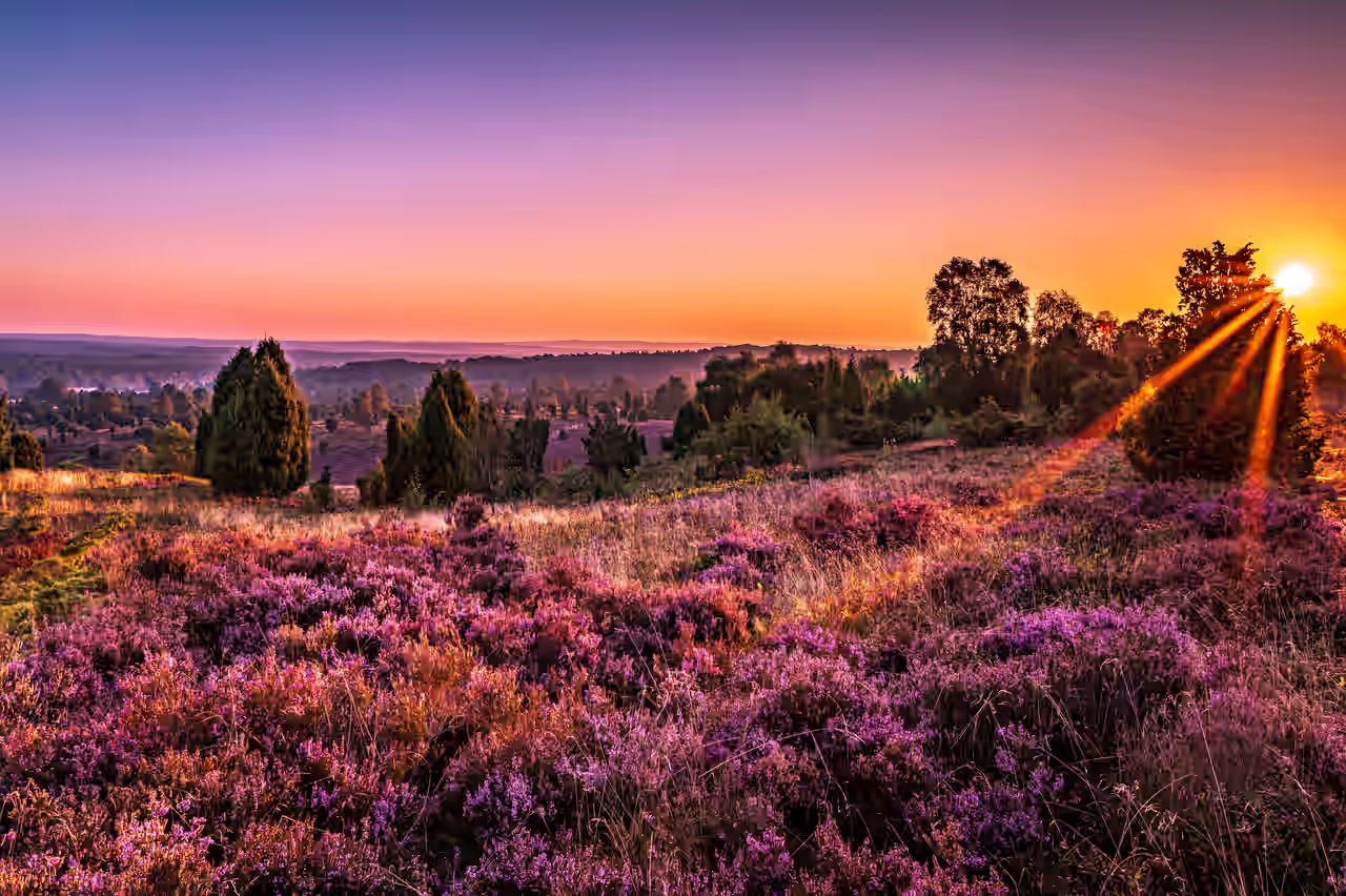 Die Lüneburger Heide getaucht in wunderschönen Abendlicht der Sonne bei einem Kurzurlaub erleben