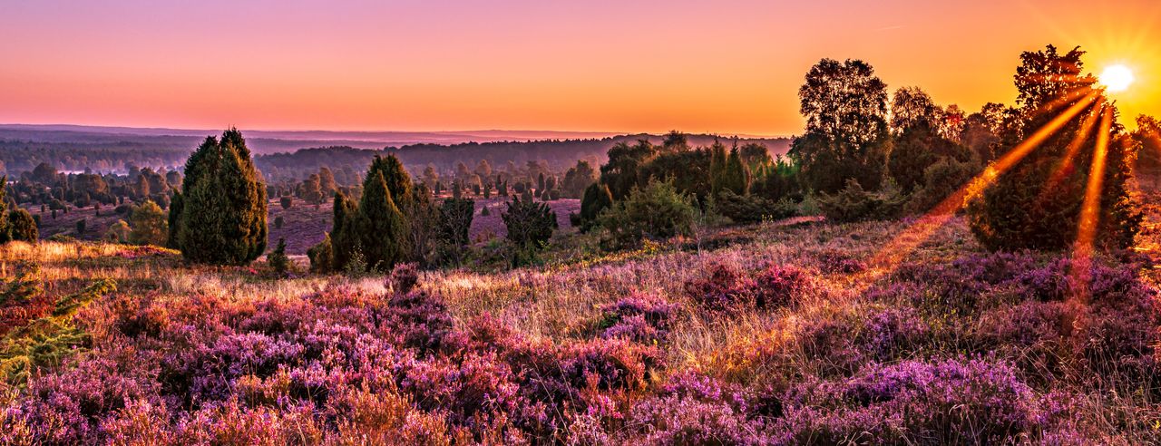 Die Lüneburger Heide getaucht in wunderschönen Abendlicht der Sonne bei einem Kurzurlaub erleben