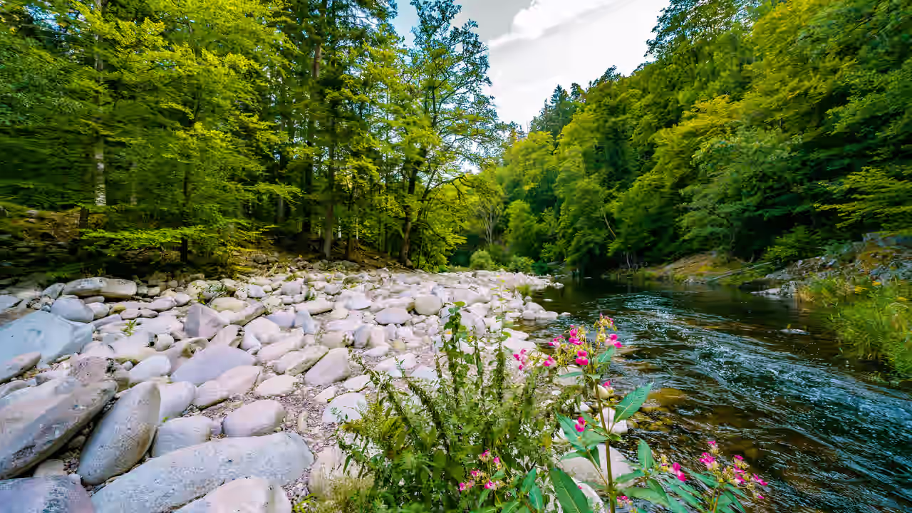 Landschaft mit Fluss in Baiersbronn